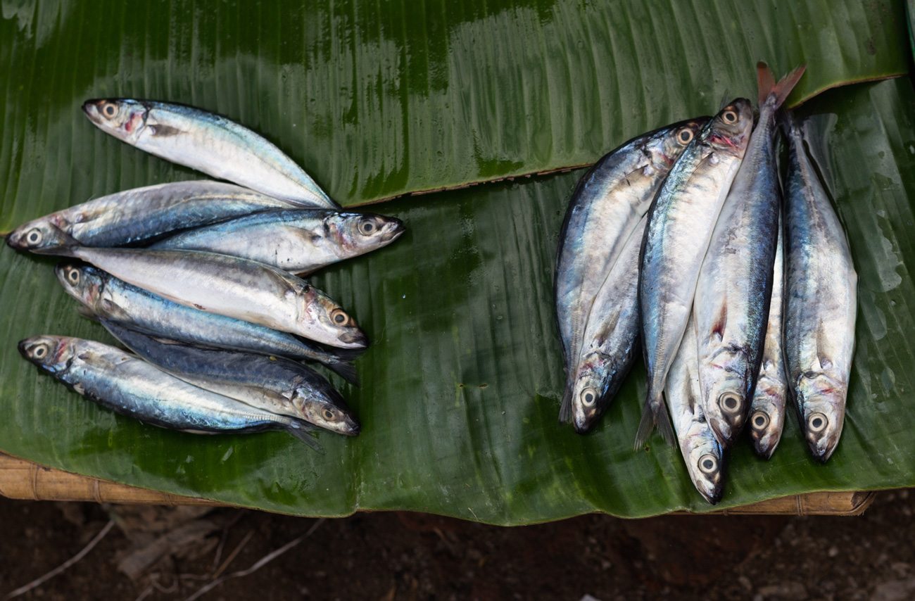 lombok-market-fish