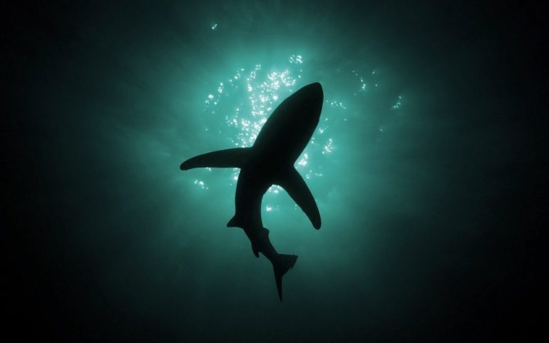 Category: Top 25 Sharks Under 25 - Fear the Fin