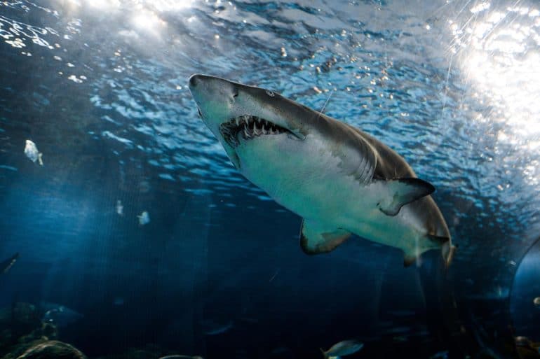 Surfer picks wrong time to drop off board with shark nearby