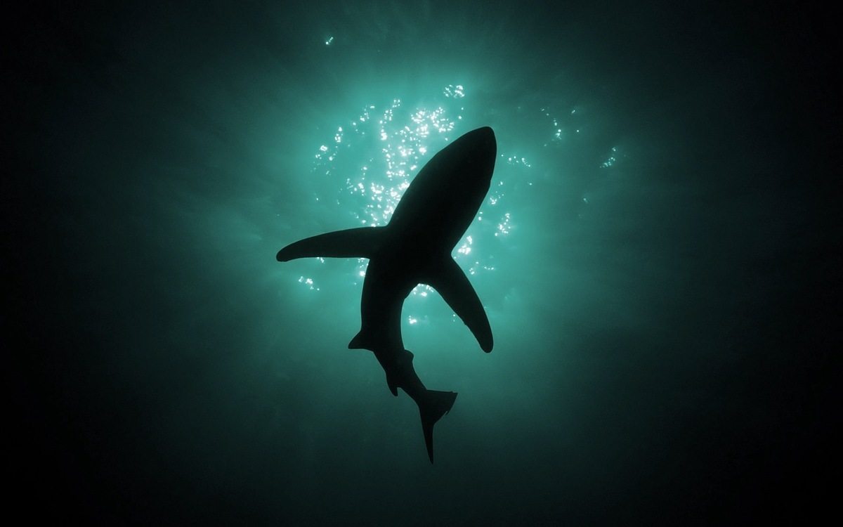 Dealing with a Fear of Sharks