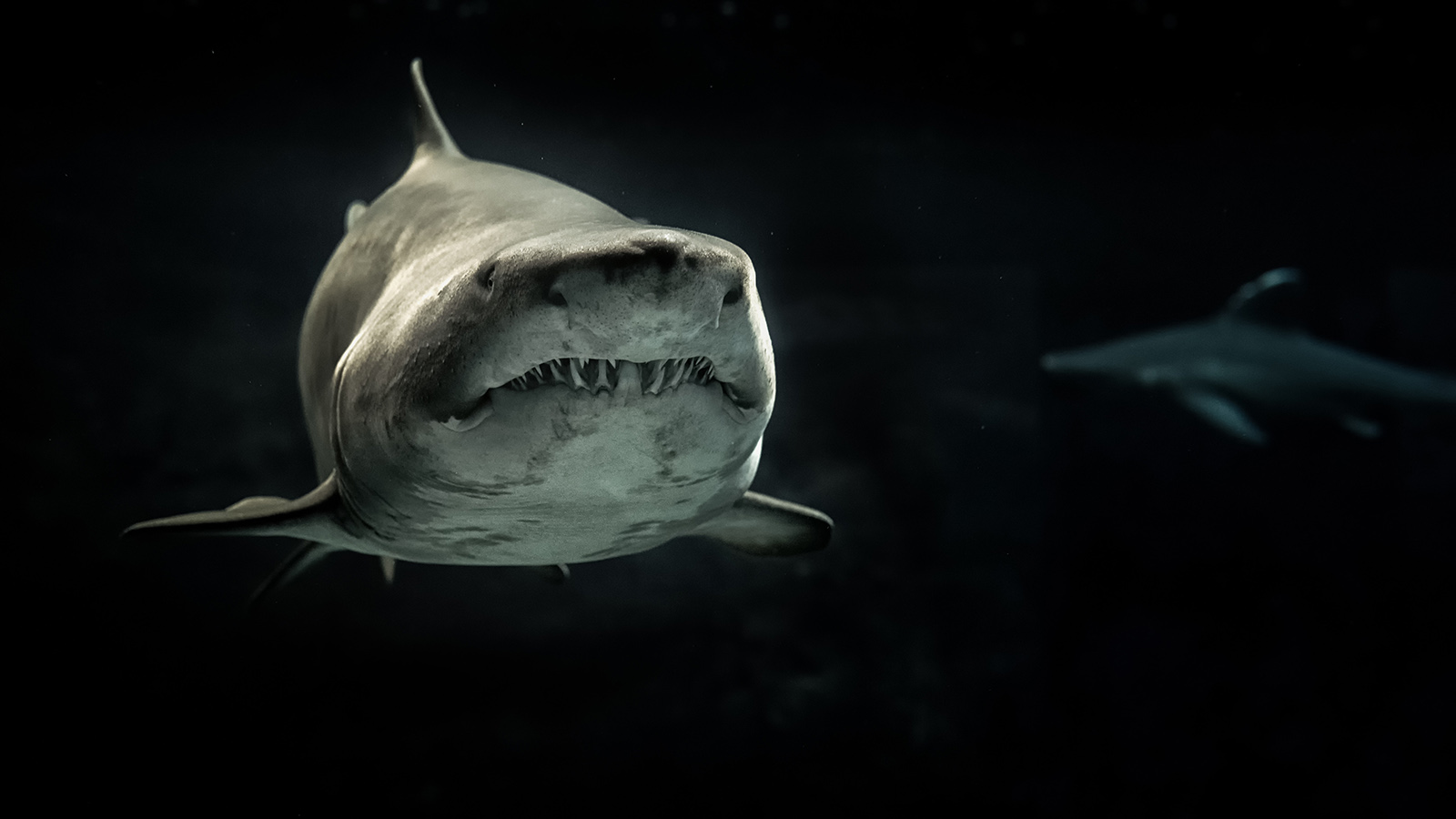 Do Shark Deterrents Actually Work? What the Science Says