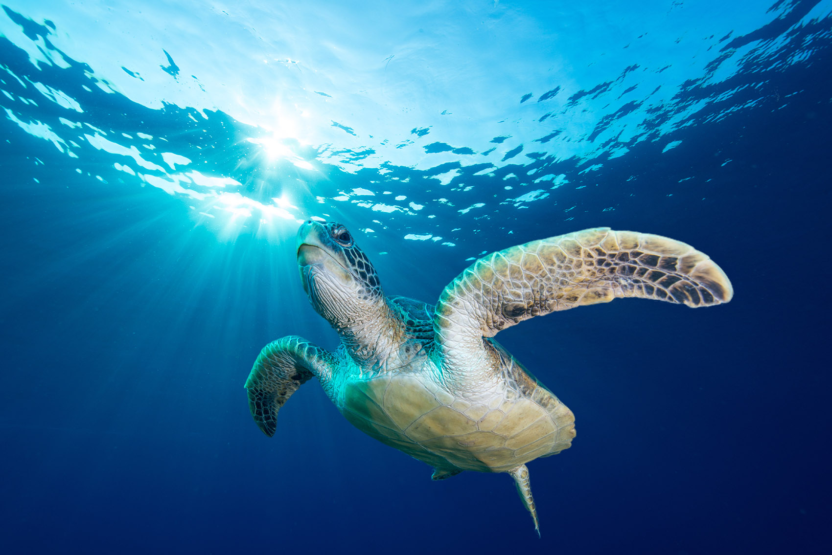 6 Things All Surfers Can Do to Protect Our Oceans