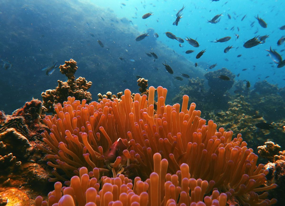 Reef