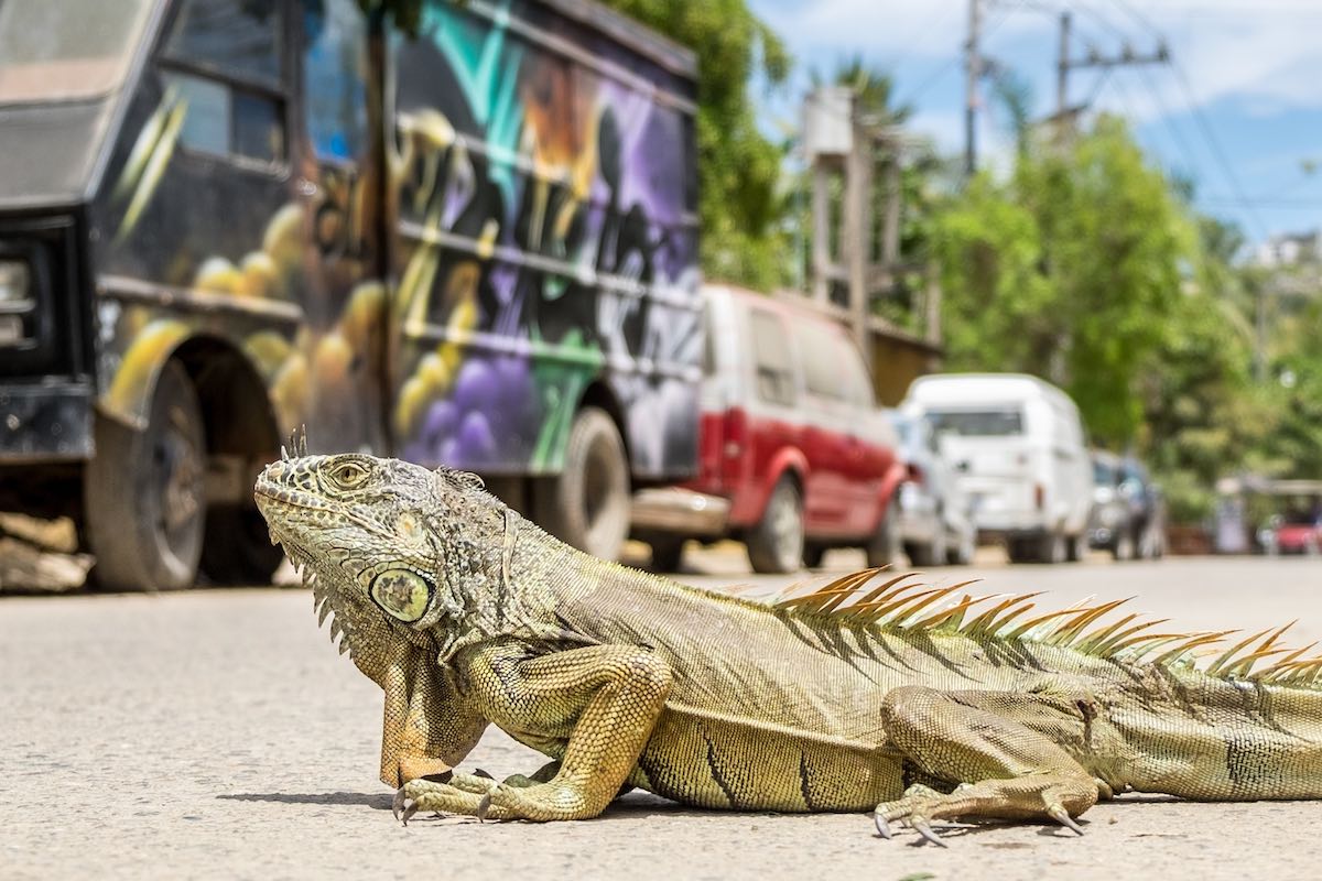 Sayulita surf