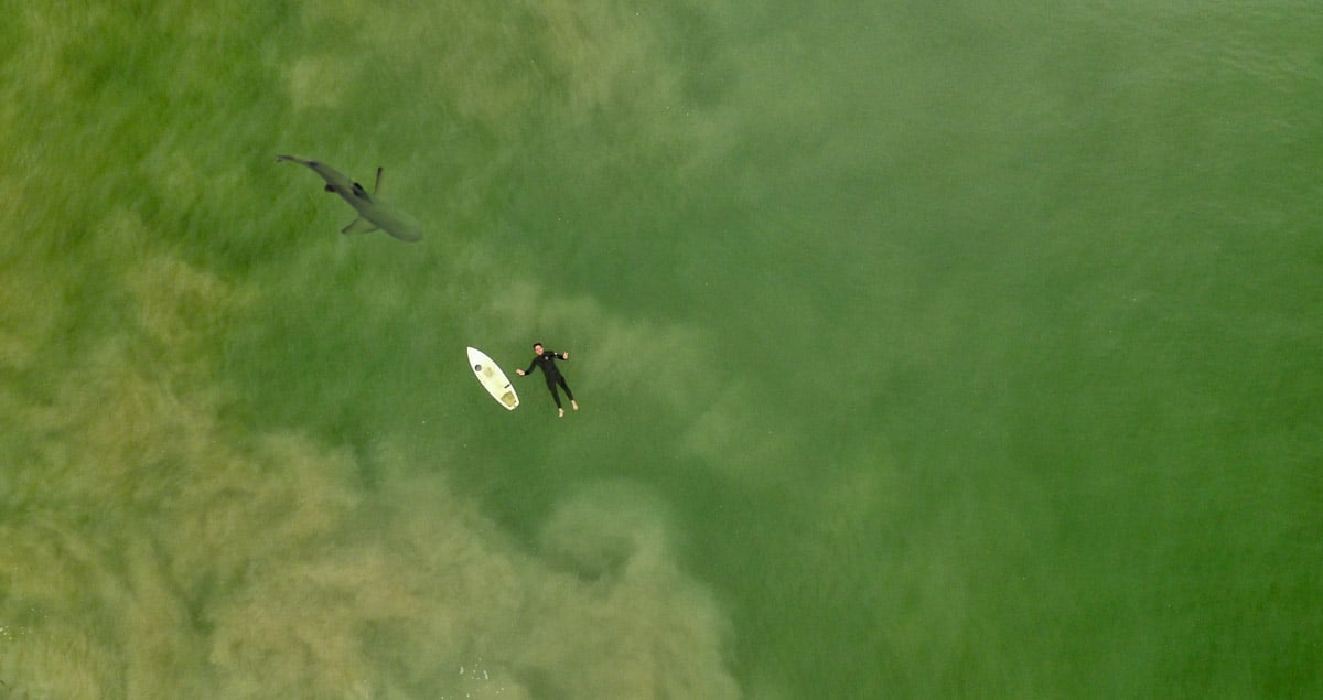 Shark and surfer