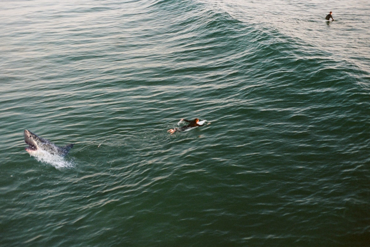Shark breach surfer