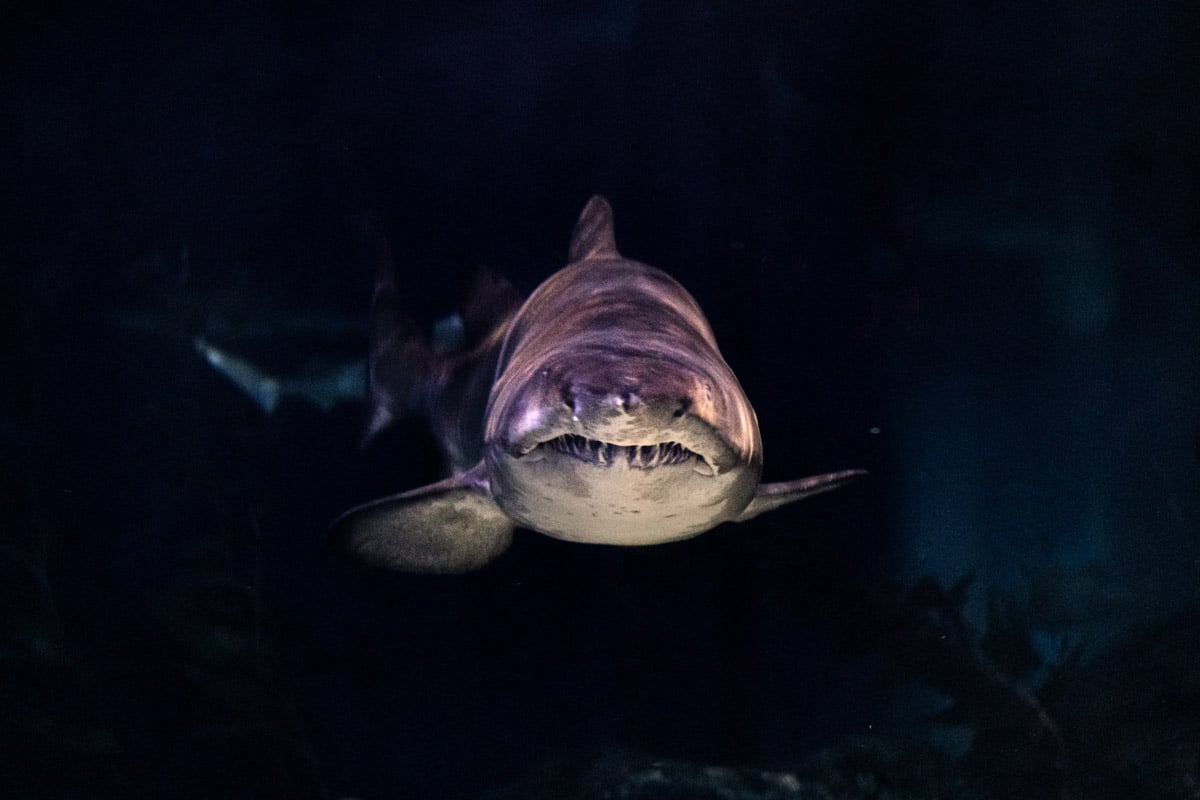 Shark in front