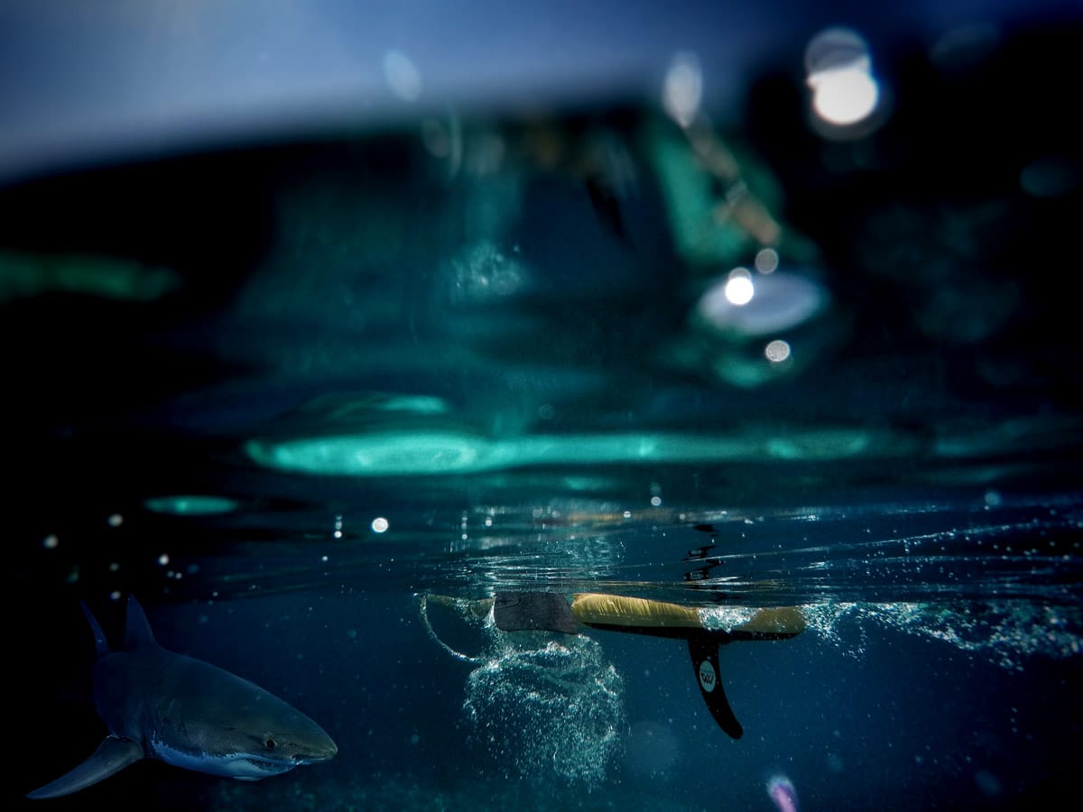 Shark underneath