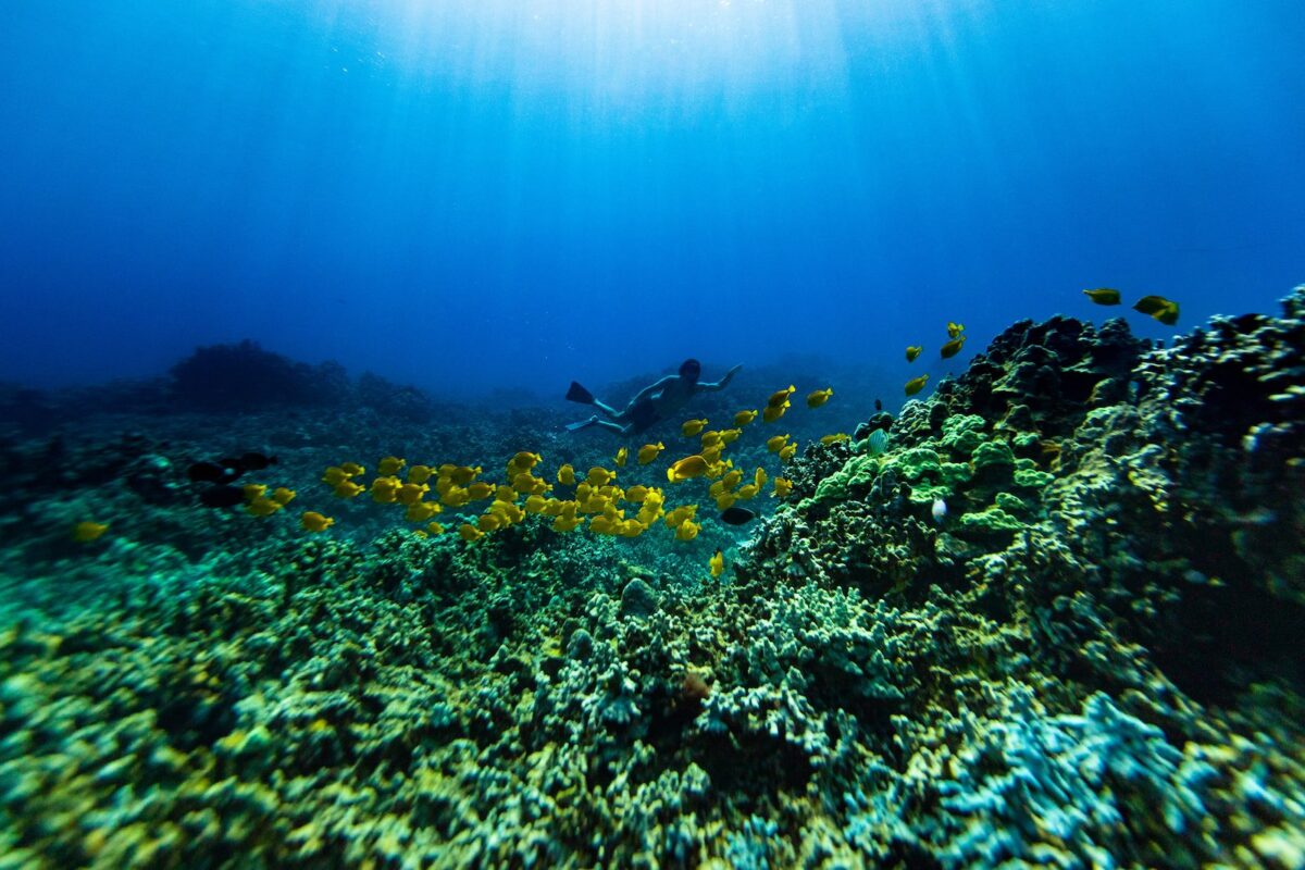 Reef Interview