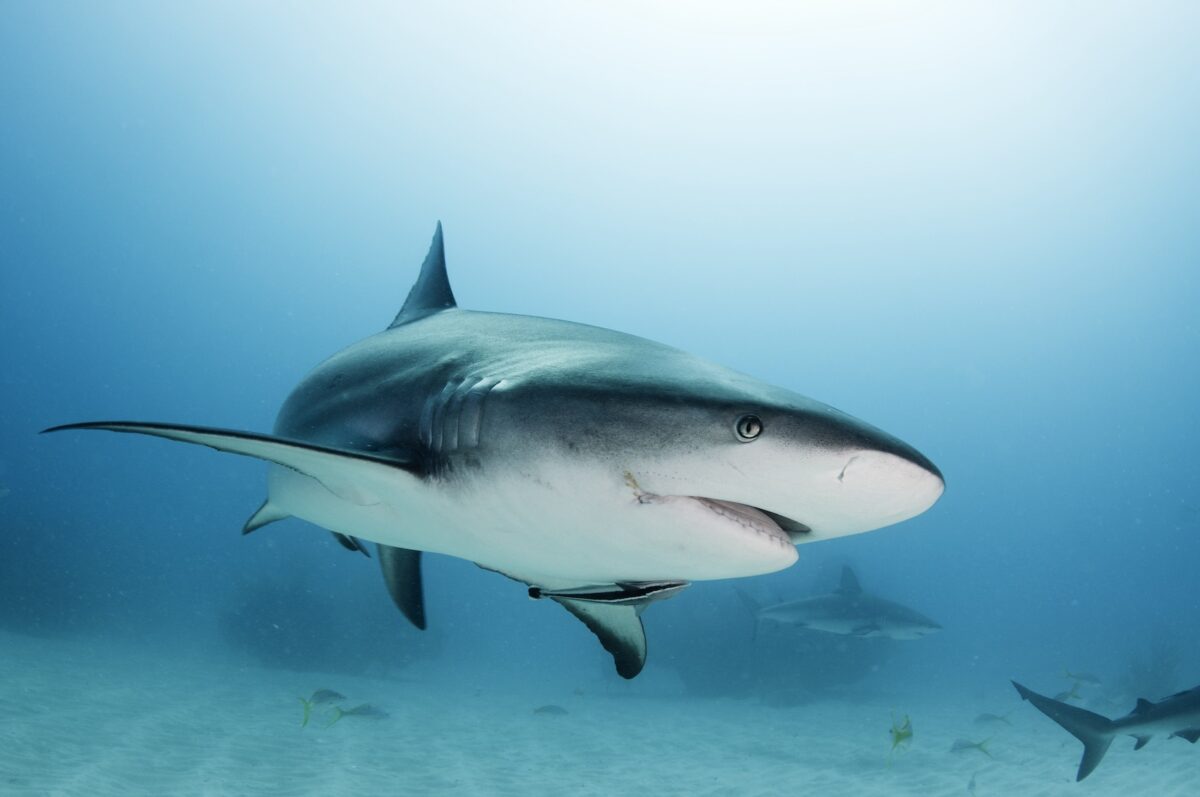 Surfing with shark