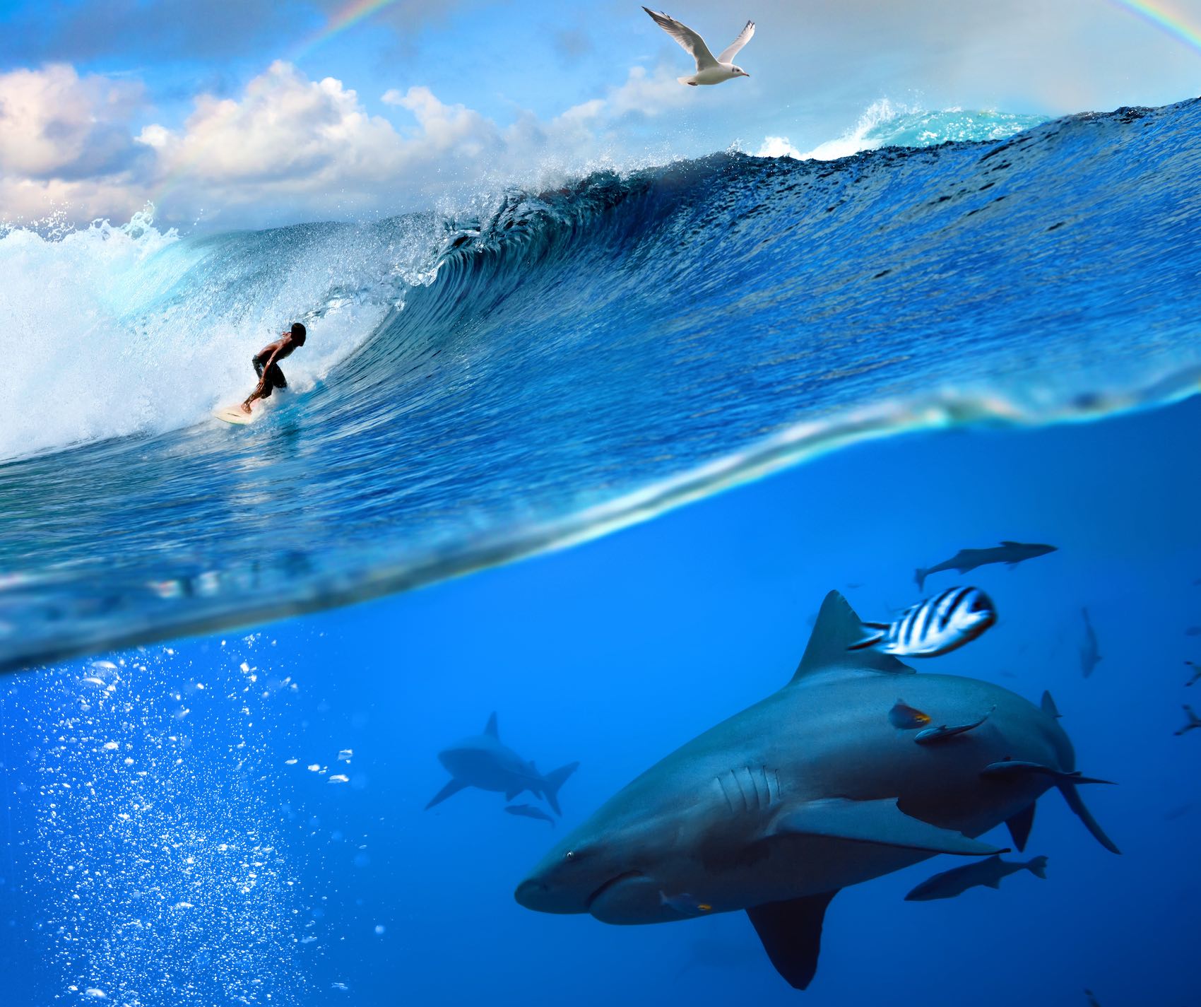 Shark Encounters While Surfing: What to Do