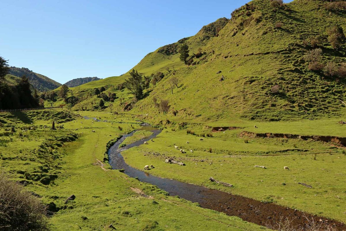 New Zealand Nature