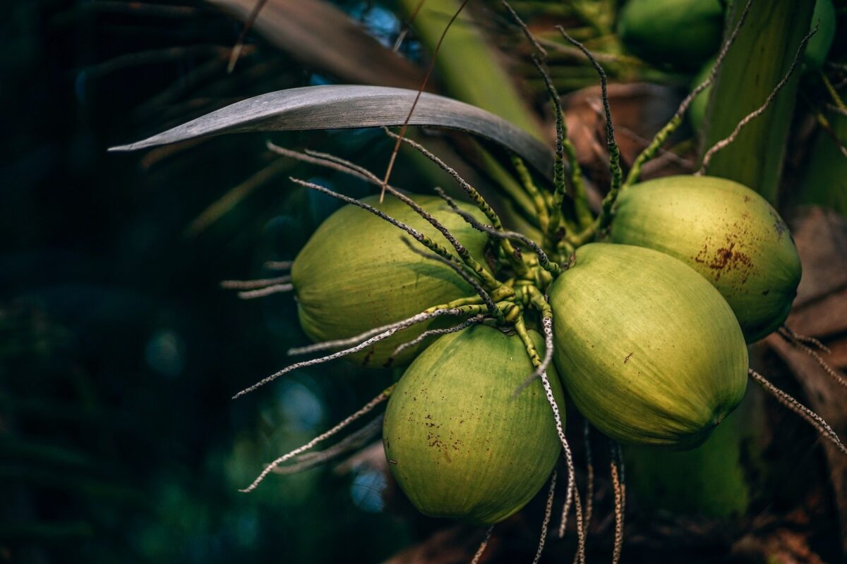 Fiji Coconut
