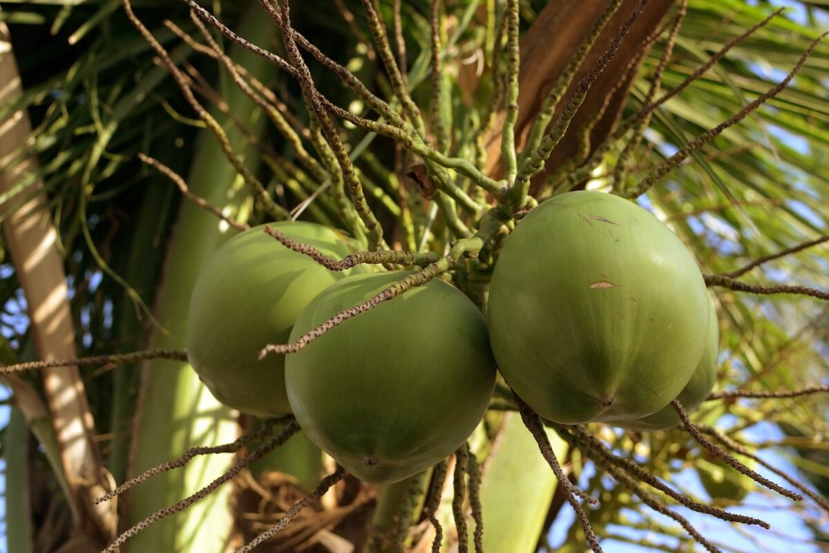 Coconut Tree