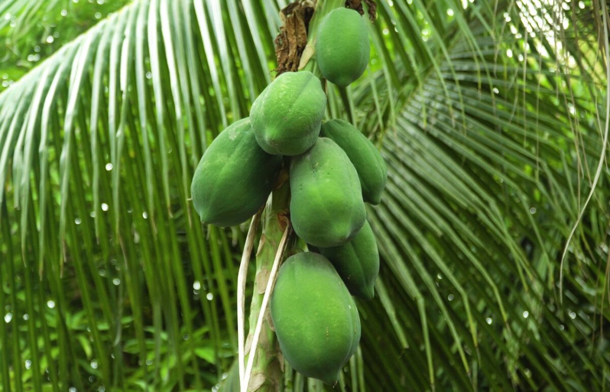 Papaya Tree